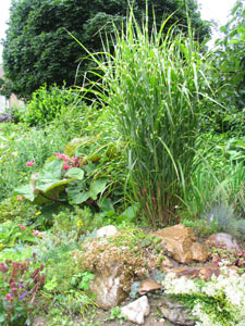 Steingarten mit Schilf als Blickfang