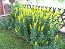Lysimachia punctata