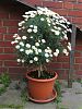 Margeriten-St�mmchen