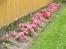 Beet mit einj�hrigen Pflanzen