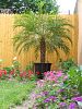 Palme im Topf f�r Sonne bis Halbschatten