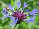 Kornblume