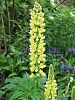 gelbe Lupine