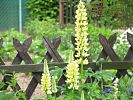 gelbe Lupinen