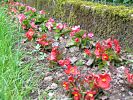 Begonien in rot und rosa