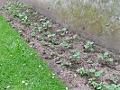 Sommerblumen als Keimlinge