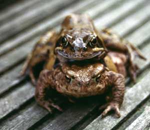 Amphibien bei der Paarung