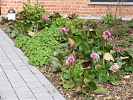 bl�hende Bergenien in einem Beet