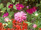 Dahlien pflege Dahlien pflege