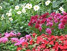 Geranien, Flei�ige Lieschen, Dahlien