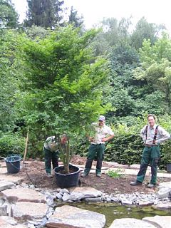 gro&szlig;er japanischer F&auml;cherahorn Acer palmatum als Pflanzgut