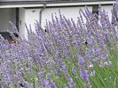 Lavendel