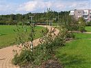 geschwungene Wegf�hrung im Seniorengarten