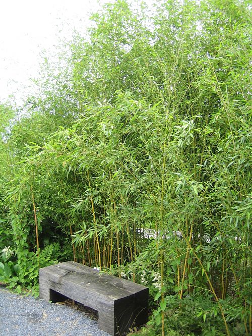 bambus winterhart