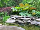 Zierrhabarber Rheum palmatum ssp. tanguticum