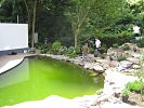 vor�bergehend gr�nes F�llwasser im Teich