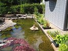 Wasserpflanzen f�r den Schwimmteich