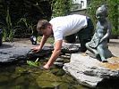Verankerung der Wasserpflanzen