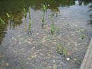 Flachwasserbereich nach den Pflanzarbeiten