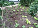 Stauden-Beet