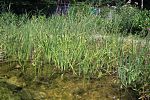 Pflanzenwachstum im Naturerlebnisbad
