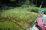 Phragmites australis