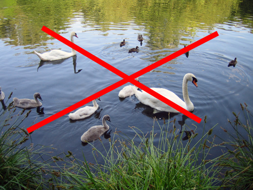 Wasservögel sollten vom Schwimmteich fern gehalten werden. 