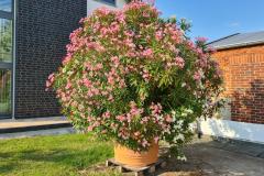 Oleander-Kuebelpflanze