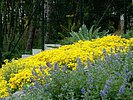 Alyssum saxatile