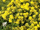 Alyssum saxatile