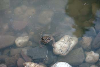 Frosch im Teich