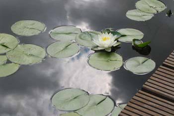 Gartenteich mit Seerosen