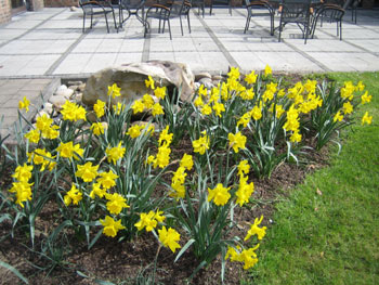 Osterglocken-an-Terrasse-im-Altenheim