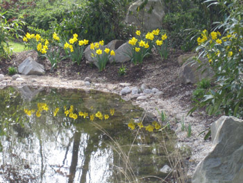 osterglocken-am-Teich-im-Sinnesgarten