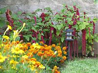 Sommerblumen mit Fuchsschwanz