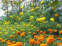 Studentenblumen Tagetes patula und erecta-Hybriden