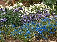 Männertreu Lobelia erinus, Vanilleblume Heliotropium arborescens und Ziertabak (Nicotiana-Hybride)