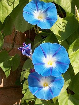 Pracht-Trichterwinde Ipomoea tricolor