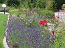 Lavendel und Rosen