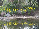 Osterglocken am Teich