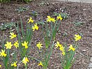 Narcissus pseudonarcissus