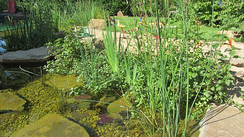 Wasserpflanzen in der Regenerationszone