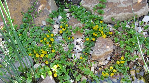 Pfennigkraut Lysimachia nummularia