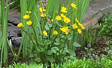 Sumpf-Dotterblume Caltha palustris