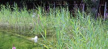 Schilf Phragmites australis