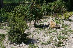 Immergrüne Sträucher im Steingarten