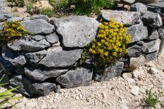 Fugenbepflanzung in der Trockenmauer