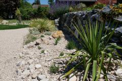 Yucca filamentosa im mediterranen Garten