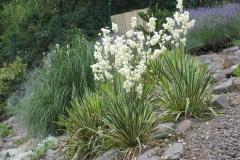 Yucca filamentosa blüht