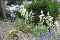 Yucca im Kiesgarten